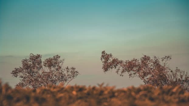 Tranquil evening sky with silhouetted trees and soft colors, perfect for peaceful themes.